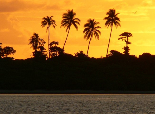 66- Nos quatre cocotiers preferes au coucher du soleil 